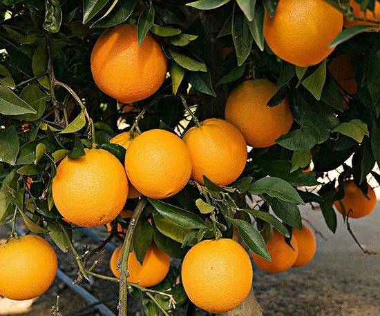 Picture of Sweet Orange Fruit Tree Seeds- 10 Pcs Seeds