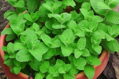 Picture of Global All Season Pudina/Mint Seeds - 30+ Pcs Seeds