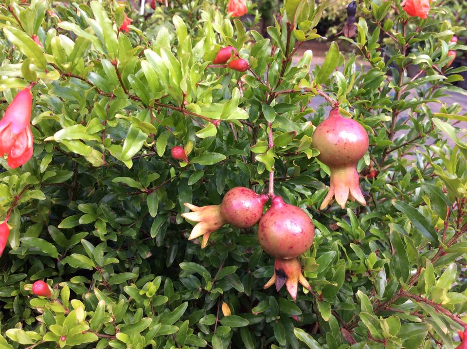 Picture of Bonsai Pomegranate Tree seeds -20 pcs (Global seeds)