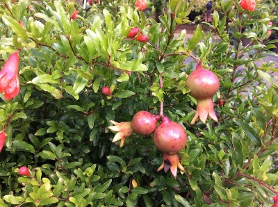 Picture of Bonsai Pomegranate Tree seeds -20 pcs (Global seeds)