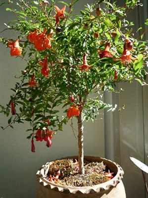 Picture of Bonsai Pomegranate Tree seeds -20 pcs (Global seeds)