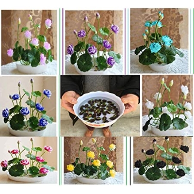 Picture of Global Giant Water Lily Bonsai seeds- 8 Pcs (Lotus) seedS