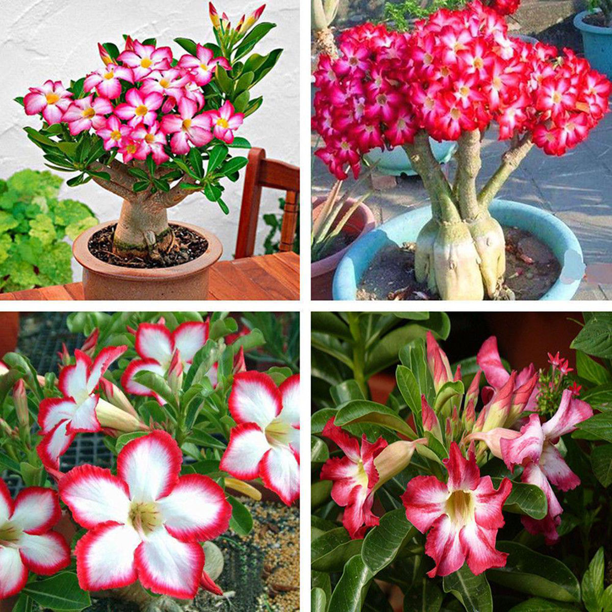 Picture of Bonsai Mix Multicolor Single Petal Adenium Obseum Seeds - 5pcs