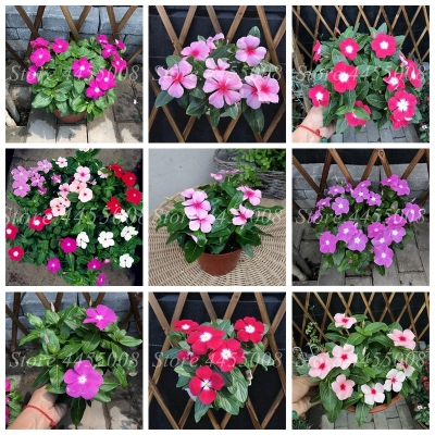 Picture of All Season Mix Colour Noyontata/Vinca Flowe - 20 Pcs SeedS