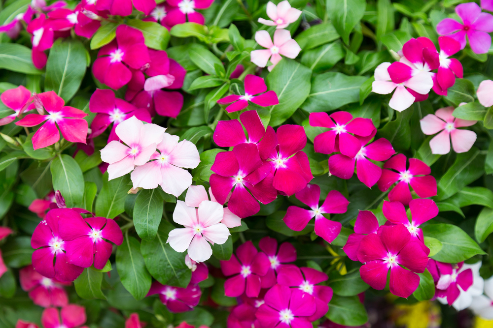 Picture of All Season Mix Colour Noyontata/Vinca Flowe - 20 Pcs SeedS