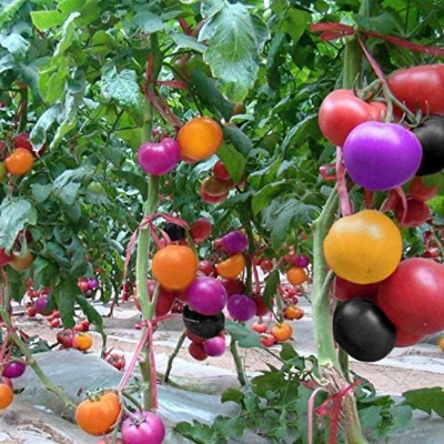 Picture of 30 Pcs Global Colourful Rainbow Tomato Fruit 30pcs Seeds