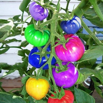 Picture of 30 Pcs Global Colourful Rainbow Tomato Fruit 30pcs Seeds