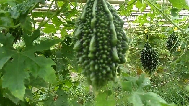 Picture of Organic Deshi Balsom Pear Seeds  - 10 pieces seeds