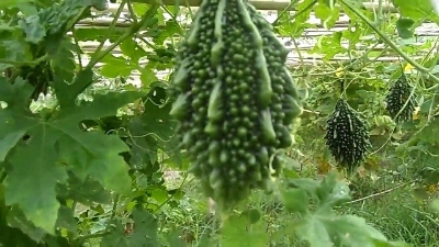 Picture of Organic Deshi Balsom Pear Seeds  - 10 pieces seeds