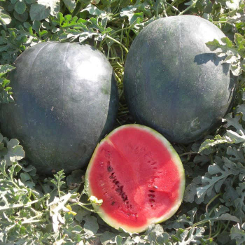 Picture of Organic sweet 10Pcs SUGAR BABY WATERMELON Fruit Seeds