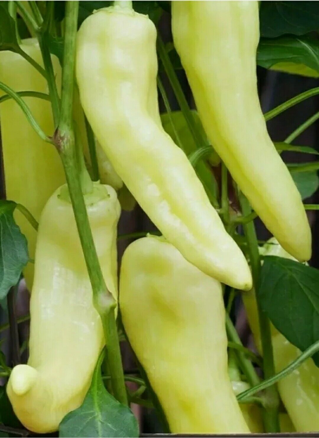 Picture of Sweet Big Banana Green Chilly Seeds  20 pieces