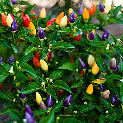 Picture of Global Organic Ornamental Chili Seeds - 25 Pcs SeedS