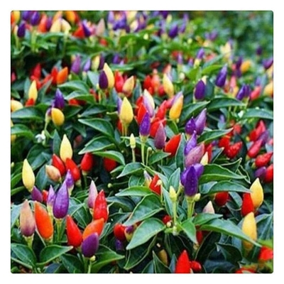 Picture of Global Organic Ornamental Chili Seeds - 25 Pcs SeedS