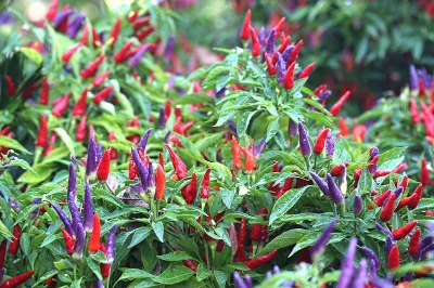Picture of Global Organic Ornamental Chili Seeds - 25 Pcs SeedS
