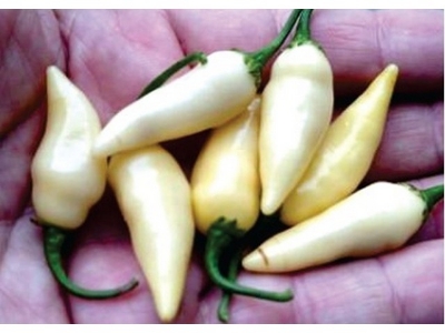 Picture of Organic White Chilli Seed -30 Pcs seeds