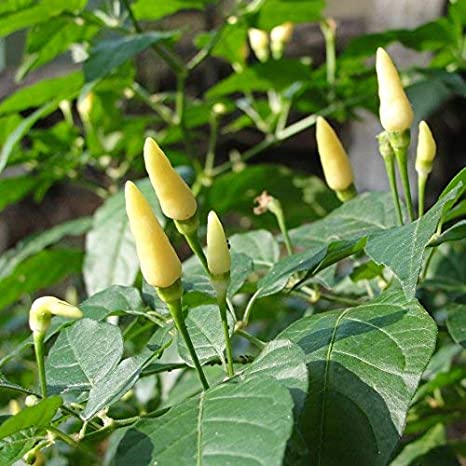 Picture of Organic White Chilli Seed -30 Pcs seeds