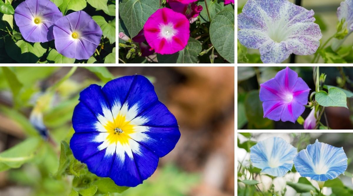 Picture of 15 Pcs seeds Imported Global Morning Glory Flower seeds