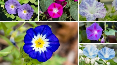 Picture of 15 Pcs seeds Imported Global Morning Glory Flower seeds