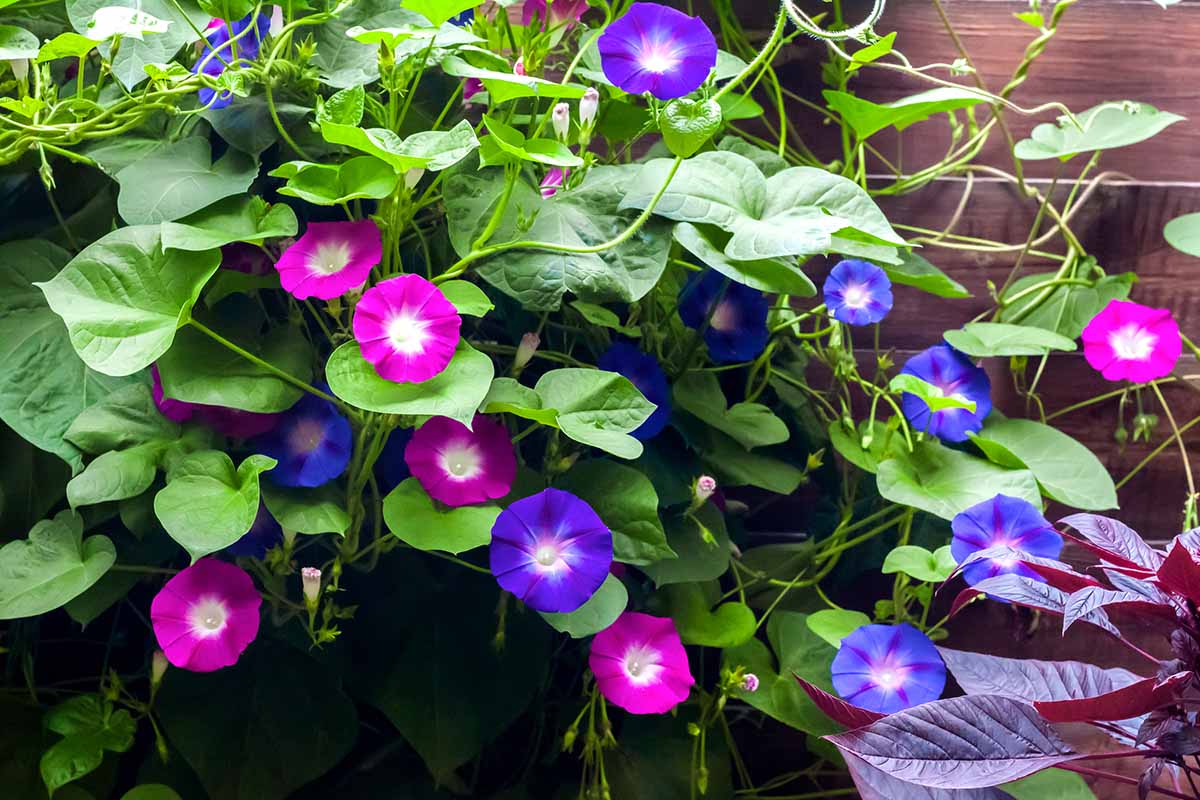 Picture of 15 Pcs seeds Imported Global Morning Glory Flower seeds