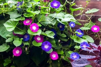 Picture of 15 Pcs seeds Imported Global Morning Glory Flower seeds