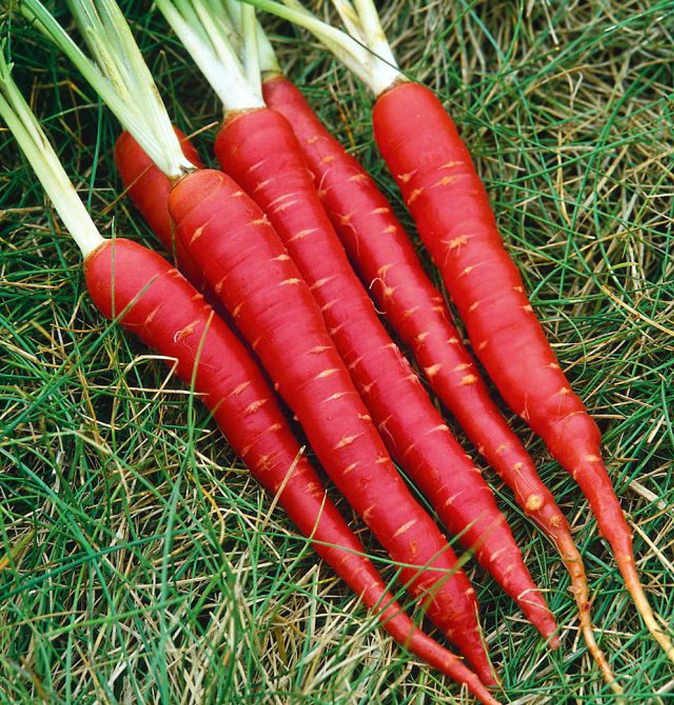 Picture of Organic Red Carrot Seeds - 50 Pcs SeedS