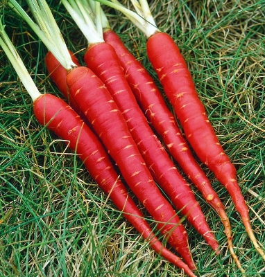 Picture of Organic Red Carrot Seeds - 50 Pcs SeedS
