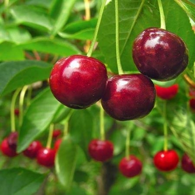 Picture of Global Sweet Cherry Plant Seeds - 5Pcs Seeds
