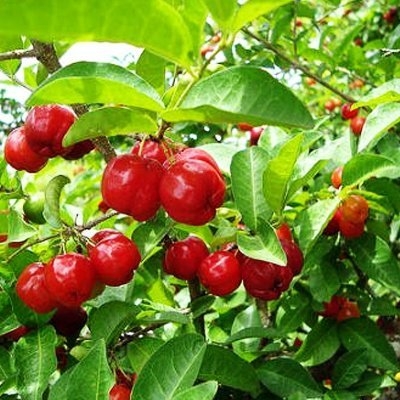 Picture of Global Sweet Cherry Plant Seeds - 5Pcs Seeds