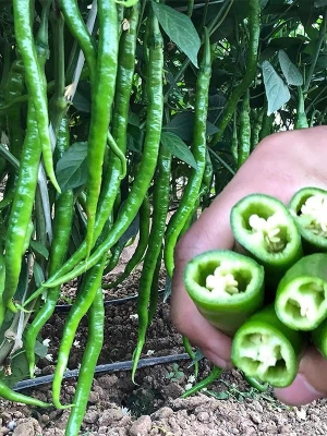 Picture of Organic Sweet Long china Chilli 30 pcs seeds