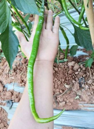 Picture of Organic Sweet Long china Chilli 30 pcs seeds