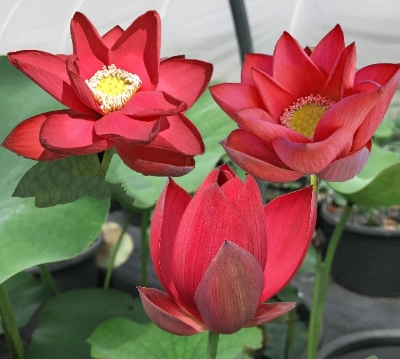 Picture of Global Red Bonsai Lotus Seeds - 5 Pcs SeedS