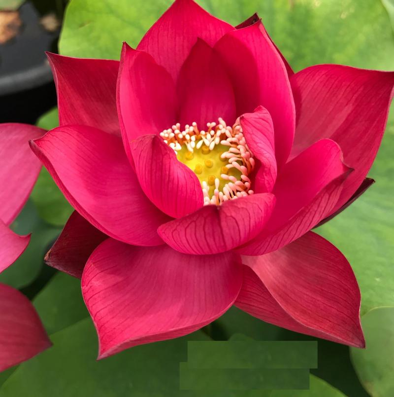 Picture of Global Red Bonsai Lotus Seeds - 5 Pcs SeedS