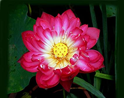 Picture of Global Red Bonsai Lotus Seeds - 5 Pcs SeedS