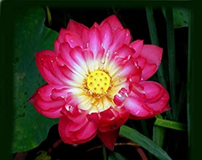 Picture of Global Red Bonsai Lotus Seeds - 5 Pcs SeedS