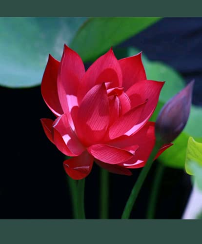 Picture of Global Red Bonsai Lotus Seeds - 5 Pcs SeedS