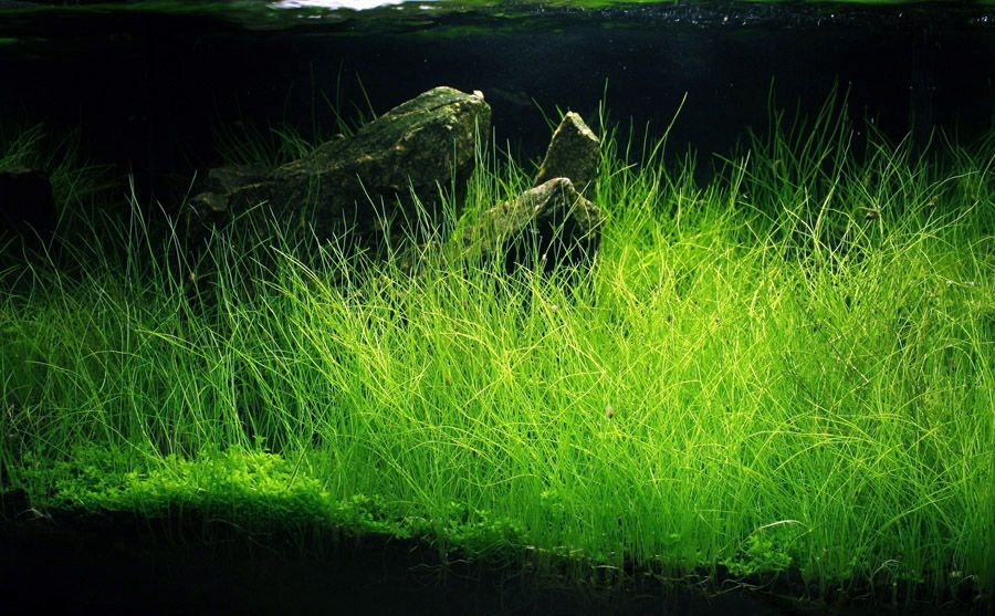 Picture of Global 400 Pcs Aquarium Grass seeds - 400 Seeds