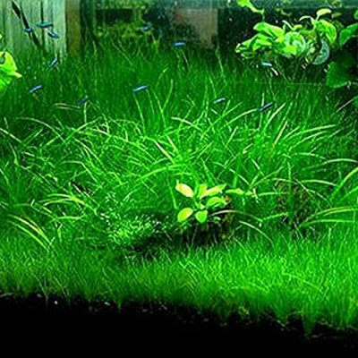 Picture of Global 400 Pcs Aquarium Grass seeds - 400 Seeds