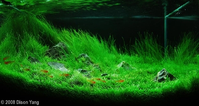 Picture of Global 400 Pcs Aquarium Grass seeds - 400 Seeds