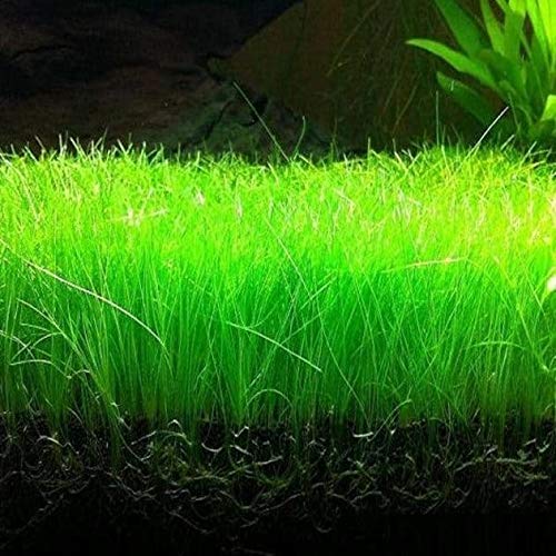 Picture of Global 400 Pcs Aquarium Grass seeds - 400 Seeds