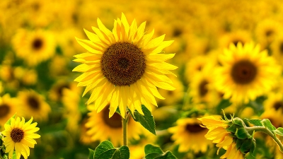 Picture of All Season Sunflower Seeds  20 Pcs Seeds