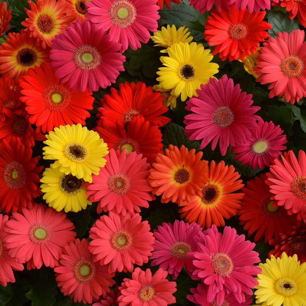 Picture of Global Gerbera Daisy Flower Bonsai Seeds -20 pcs seeds