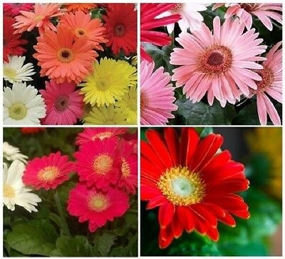Picture of Global Gerbera Daisy Flower Bonsai Seeds -20 pcs seeds