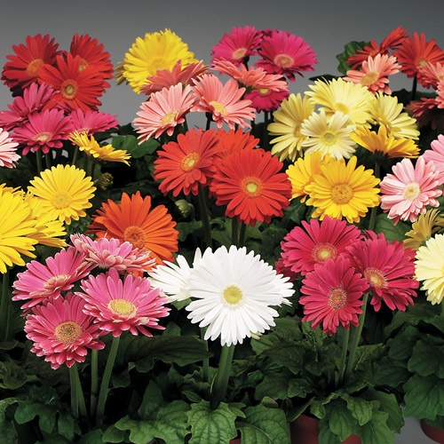 Picture of Global Gerbera Daisy Flower Bonsai Seeds -20 pcs seeds