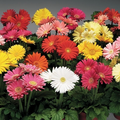 Picture of Global Gerbera Daisy Flower Bonsai Seeds -20 pcs seeds