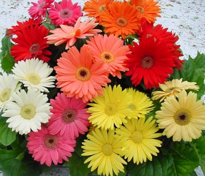 Picture of Global Gerbera Daisy Flower Bonsai Seeds -20 pcs seeds
