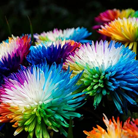 Picture of Global Rainbow Chrysanthemum Seeds -20 pcs seeds