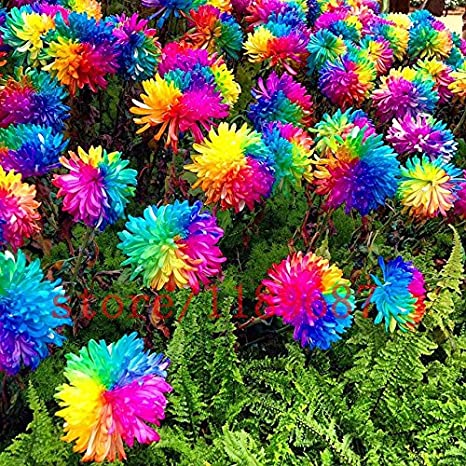 Picture of Global Rainbow Chrysanthemum Seeds -20 pcs seeds