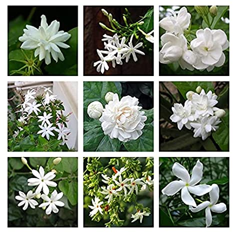 Picture of Global Dwarf 20 Pcs Natural Gardenia Bulbs Jasmine Flower Seeds