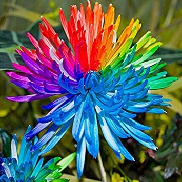 Picture of All Season Rainbow Chrysanthemum Seeds -20 pcs seeds