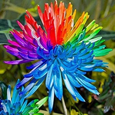 Picture of All Season Rainbow Chrysanthemum Seeds -20 pcs seeds